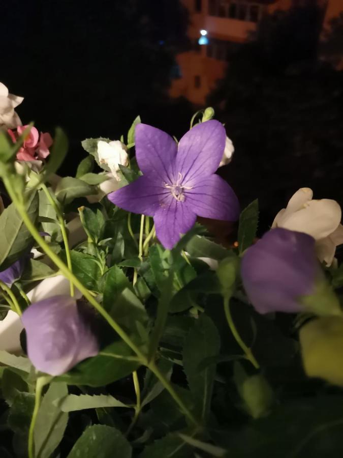 Apartment Bloom Box