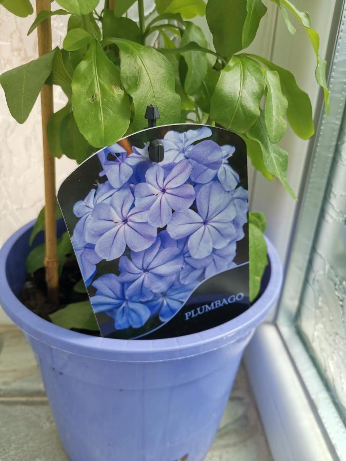 Apartment Bloom Box *