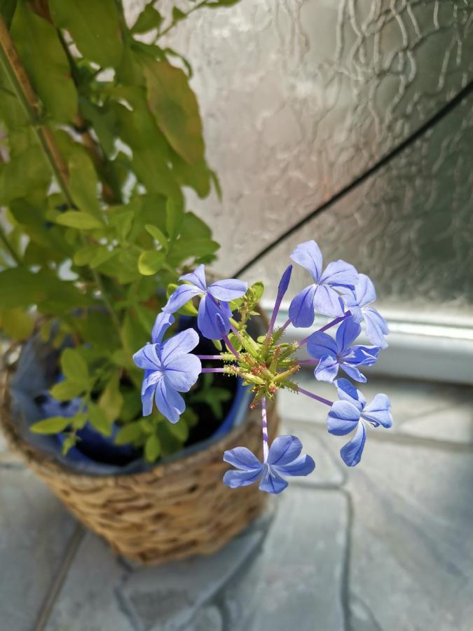 Bloom Box Apartment