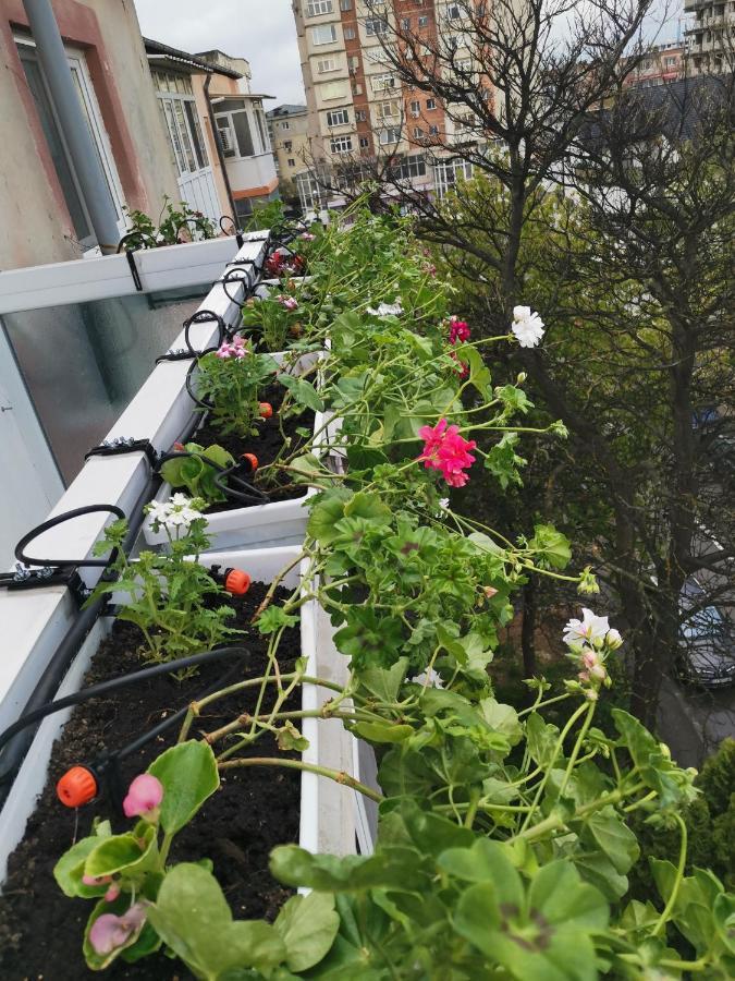Apartment Bloom Box Craiova